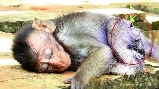 Pitiful poor baby Milto BabyMilto fall asleep Baby monkey exhausted [upl. by Alver]