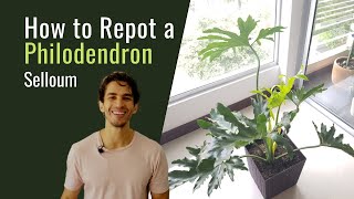 How to Repot a Philodendron Selloum  BigBoyPlants [upl. by O'Mahony65]