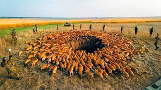 300000000 Victims a Year The Shocking Truth About Killer Foxes [upl. by Aranat]