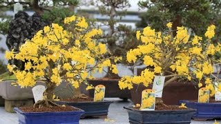 Flowering Winter Jasmine Bonsai Tree jasminum nudiflorum [upl. by Nauhs]