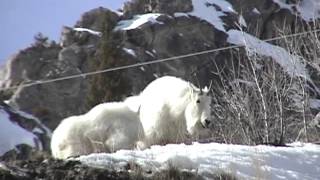 Oreamnos americanus  Mountain Goat [upl. by Ettevahs749]