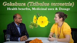 Tribulus terrestris  Gokshura  Health benefits Medicinal uses amp Dosage [upl. by Ahsia]