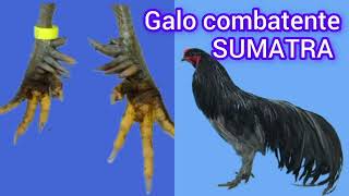 galo combatente Sumatra [upl. by Eicyal539]