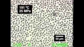 In situ microscopic observation of chitin and fungal cells with chitinous cell walls [upl. by Llednol]