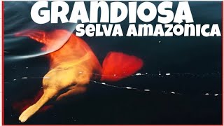 LA GRANDIOSA SELVA AMAZÓNICA EL PULMÓN DEL MUNDO [upl. by Aztin]