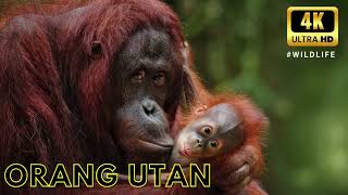 Orang utan  Learning about animals from Borneo Indonesia [upl. by Aniar597]