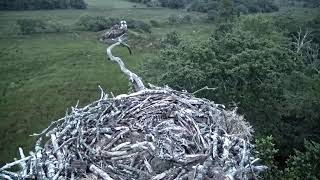 Bywyd Gwyllt Glaslyn Wildlife  Ffrwd Byw  Live Stream [upl. by Porett]