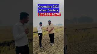 Greenline 2272 Wheat Variety 2024 🌾 [upl. by Burnard]