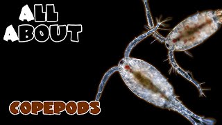 All About The Copepods [upl. by Ganley]