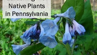 Gardening with Native Plants in Pennsylvania [upl. by Krutz]