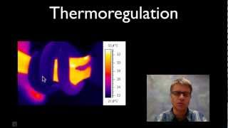 Thermoregulation [upl. by Yvor]