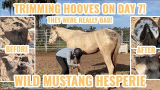 TRIMMING HOOVES ON DAY 7  Mustang Hesperie 8 [upl. by Nairred835]