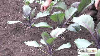 How to Grow Cabbage  A Step by Step Guide [upl. by Saval722]