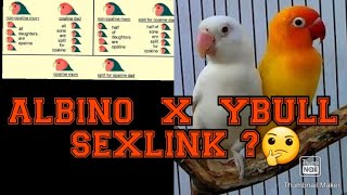 ALBINO X YBULL SEXLINK🤔 [upl. by Onailil]