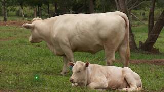 Bondades productivas de la raza charolais  La Finca de Hoy [upl. by Oretos]