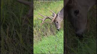 Big Buck with hanging velvet 6 [upl. by Fries]