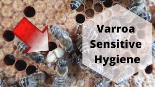 Varroa Sensitive Hygiene in Carniolan honeybee colonies vsh carnica [upl. by Vlada805]