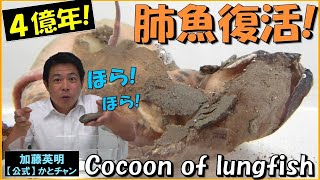 肺魚復活！生きた化石！Lungfish revival！Living fossil！Cocoon of lungfish P annectens ４億年の歴史を体感！≫ 加藤英明【公式】かとチャン [upl. by Blackburn]