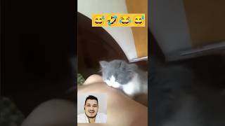 Live bridge accident😲😲 feeding cat😂😅 trending funny [upl. by Ahsito802]