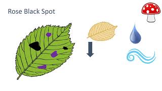 Fungal Diseases [upl. by Lenaj]