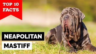 Neapolitan Mastiff  Top 10 Facts [upl. by Bettina]