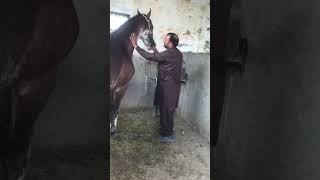 Trypanosomiasis Surra in Horse l treatment l Dr Mohsin Arshad [upl. by Godwin]