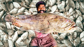 Sayalgudi Dry Fish Factory  ഉണക്കമീൻ ഉണ്ടാകുന്നത് കണ്ടിട്ടുണ്ടോ  M4 Tech [upl. by Cole]