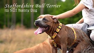 Staffordshire Bull Terrier  Its NOT nanny dog [upl. by Enaek]