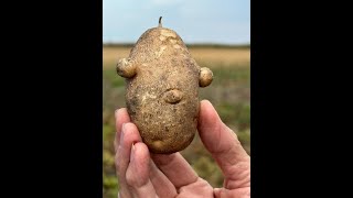 The Biggest Potato Farm in Manitoba [upl. by Ainit]