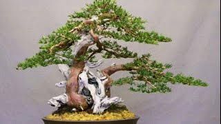 TAXUS CUSPIDATA JAPANESE YEW [upl. by Ednutabab]