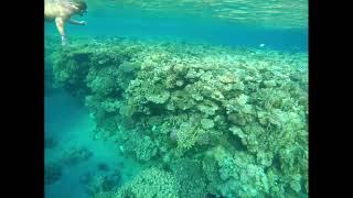 Snorkling at Sensitori Coral Sea sensatori sharmelsheikh holiday travel egypt crocodilefish [upl. by Kassia726]