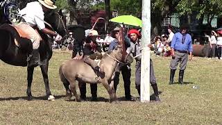 Monta de petisos en Campo El Quebracho en Segui Octubre 2022 Entre Rios [upl. by Aneleairam145]