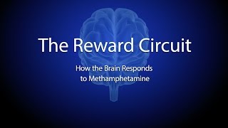 The Reward Circuit How the Brain Responds to Methamphetamine [upl. by Leunamesoj]