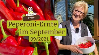 Peperoni ernten im September und Vorrat anlegen [upl. by Garvey]