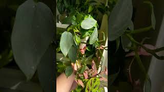 Happy Philodendron plants beautiful soilpot soiltypes farming propagation shorts sun edit [upl. by Brandtr]