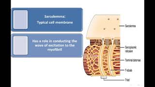 2 Muscular tissue Myofilaments  types of skeletal muscle fibers [upl. by Iver]