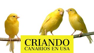 CRIA DE CANARIOS EN LOS ESTADOS UNIDOS USA [upl. by Adama]