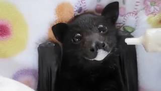 Questo pipistrello vi ruberà il cuore [upl. by Ayanaj]