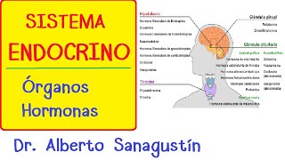 SISTEMA ENDOCRINO explicado FÁCIL glándulas y hormonas [upl. by Ailekat]