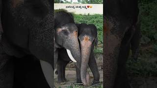 ekalavya lakshmi elephant forestelephant dasarafestival dasaraelephant love birds trending [upl. by Alyek]