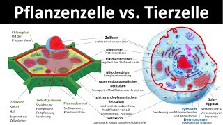 Tierzelle vs Pflanzenzelle Vergleich  Zellorganellen und ihre Funktionen 33  Biologie [upl. by Siramad996]