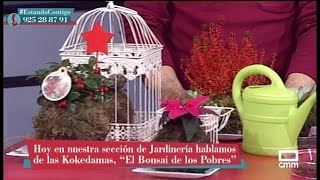 Kokedamas el bonsai de los pobres [upl. by Issiah891]