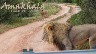 Day trip game drive to Hlosi Game Lodge in the Amakhala Game Reserve [upl. by Ellehcen]