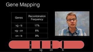 Genetic Recombination and Gene Mapping [upl. by Rede]