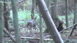 calling muntjac deer 2mov [upl. by Remde]