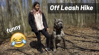 Off Leash Hiking Living with a Cane Corso [upl. by Azila]