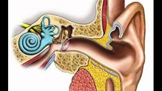 Benign Paroxysmal Positional Vertigo BPPV  ICSP  HEALTH EDUCATION  URDU  HINDI [upl. by Dallman463]