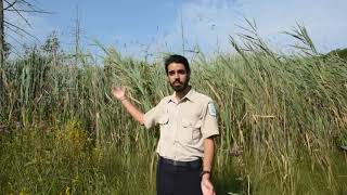 Invasive phragmites removal at Awenda Provincial Park [upl. by Ecital]