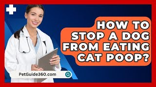 How To Stop A Dog From Eating Cat Poop  PetGuide360com [upl. by Eniagrom82]