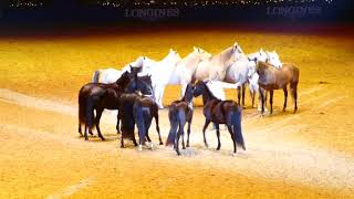 JeanFrançois Pignon Olympia Horse Show 2019 [upl. by Holub]